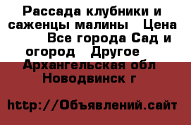 Рассада клубники и саженцы малины › Цена ­ 10 - Все города Сад и огород » Другое   . Архангельская обл.,Новодвинск г.